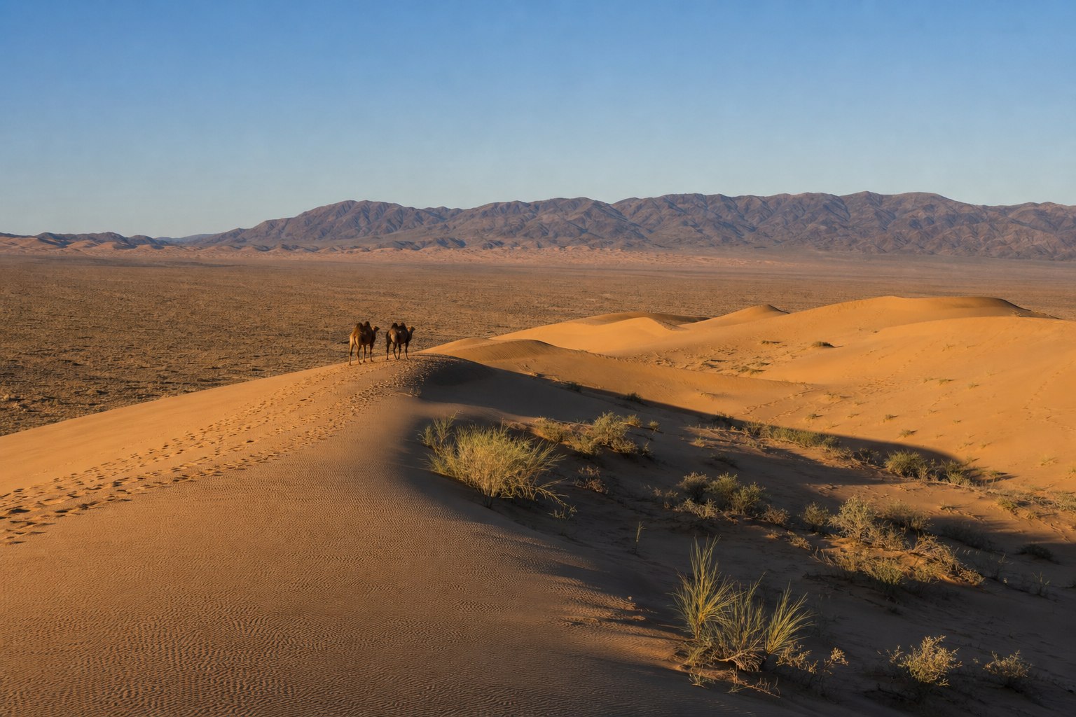 Gobi Desert dunes in Mongolia with Bactrian camels