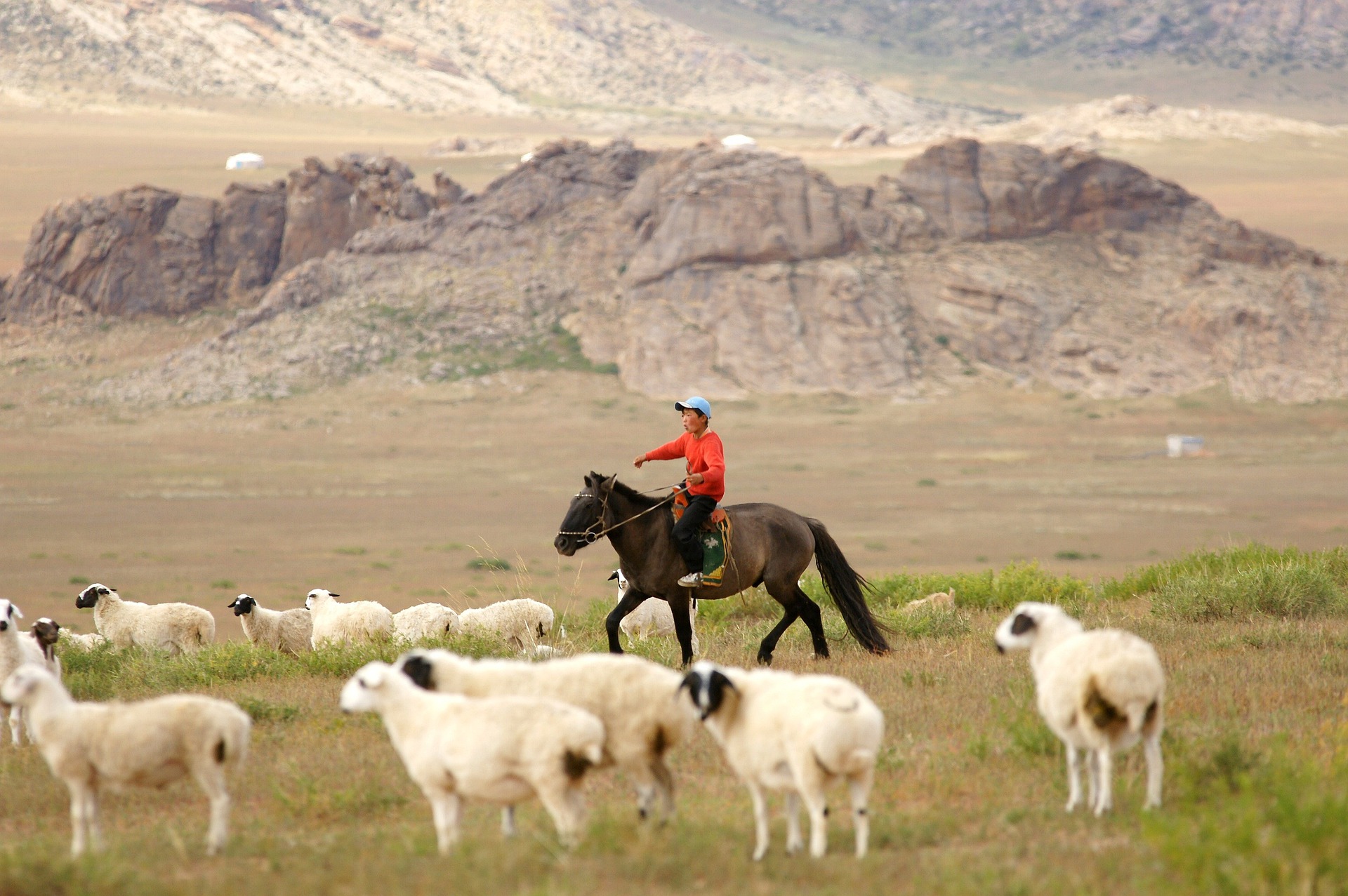A Mongolian rider herding animals on horseback near rocky steppe landscapes